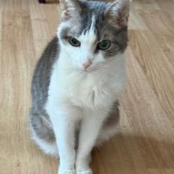 Sophie